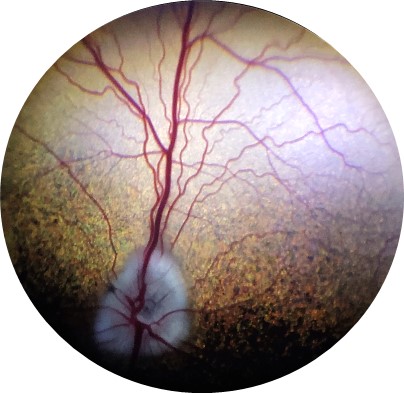 canine normal retina