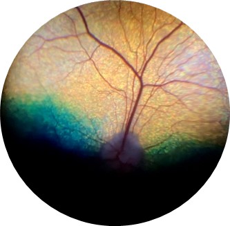 canine retina