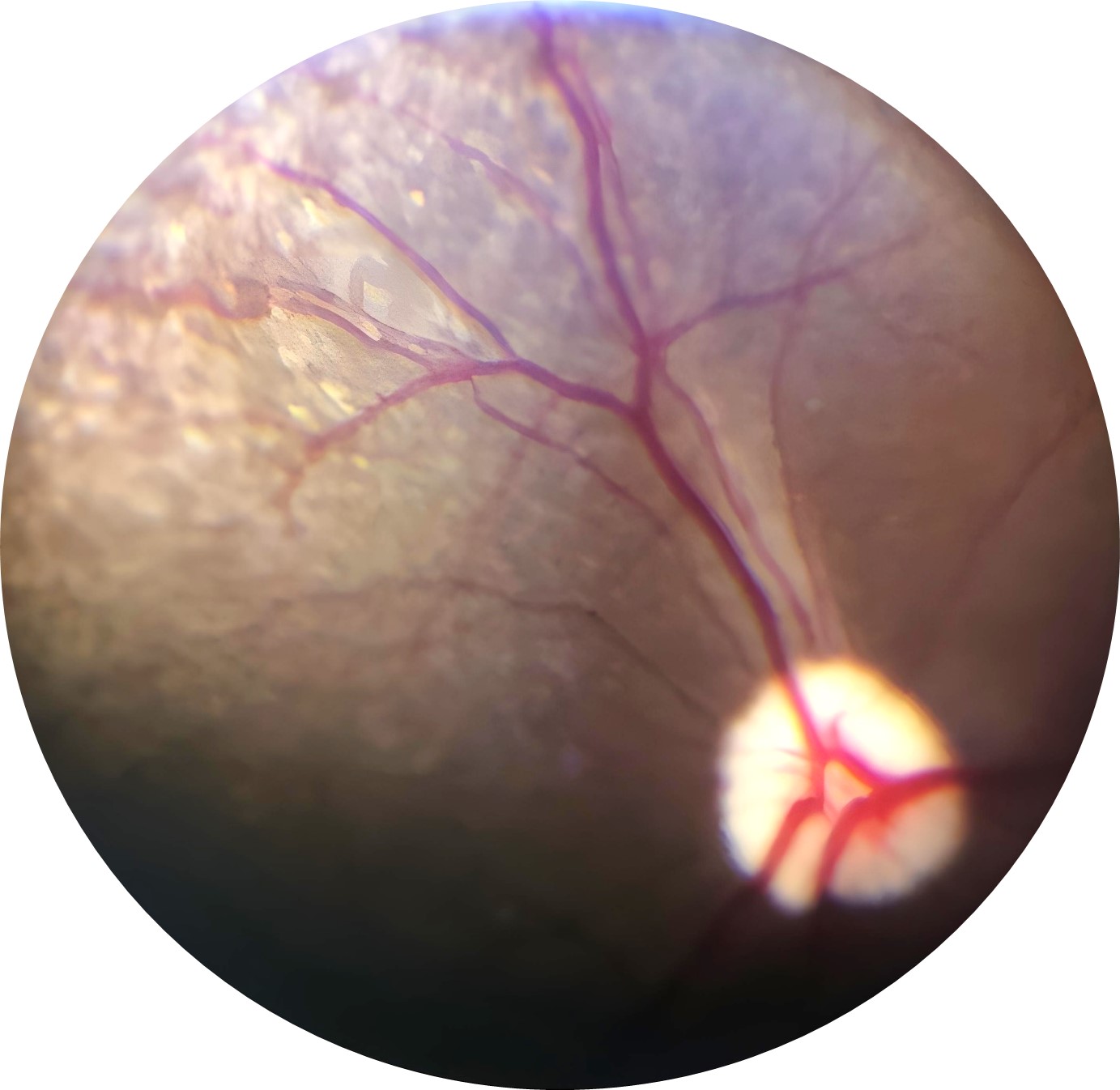 canine retina