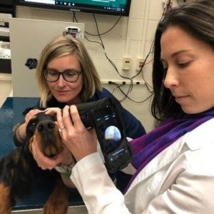 Two vet-technicians use ClearView2 on a dog