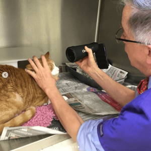 A male vet uses ClearView2 on a cat
